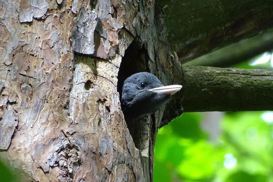 Tiefe Flusscanyons und alte Schlossruinen schauen zwischen den Bäumen hervor im Nationalpark Thayatal in Österreich, dem besten Nationalpark Österreichs für Ruhe und Erholung in posterXXLs Ratgeber.