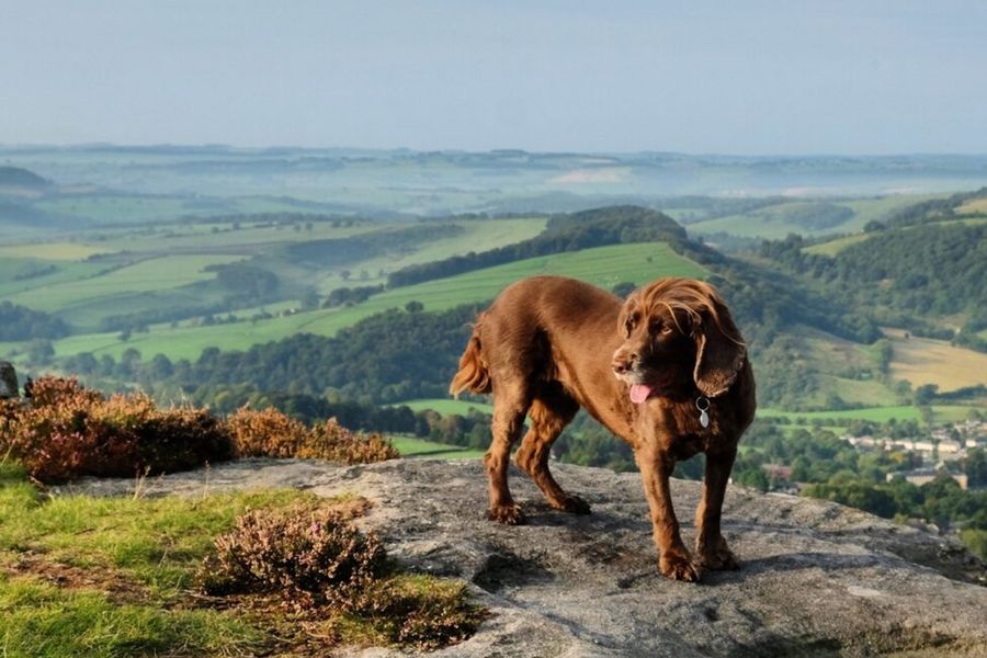 Weitläufige Moorlandschaften und charmante Steindörfer im Nationalpark Peak District in Großbritannien, einer der schönsten Parks Europas in posterXXLs Ratgeber.