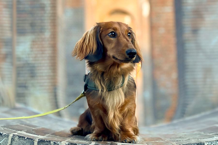 Percy, der Hund von Daniel, Paid Search Specialist bei Storio, veranschaulicht posterXXLs Tipp, dass jedes gelungene Hundeporträt mit Leckerlis beginnt.