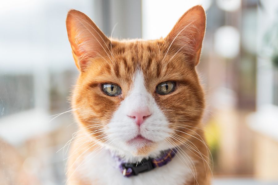 Ein Nahaufnahme-Porträt des Gesichts einer orangefarbenen Katze veranschaulicht Wes Kristophers Tipp für posterXXL, sich tief und auf Augenhöhe zu begeben, um mehr Persönlichkeit in Haustier-Fotoshootings einzufangen.