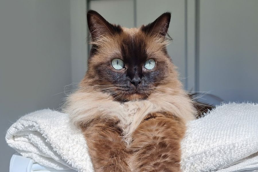 Eine flauschige braune Katze mit strahlend blauen Augen, die Ivo gehört, veranschaulicht posterXXLs Tipps zur Nutzung von natürlichem Licht für die besten Haustierfotos.