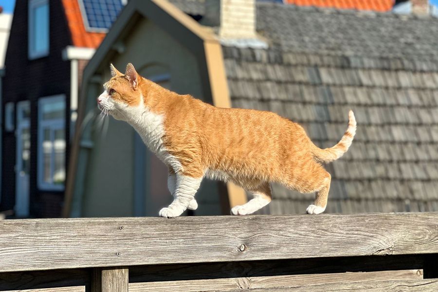 Kacchan, die orangefarbene Katze, veranschaulicht Rans Tipp für posterXXL, dem Sonnenlicht zu folgen, um die beste natürliche Farbabstimmung bei niedlichen Katzenfotos zu erzielen.