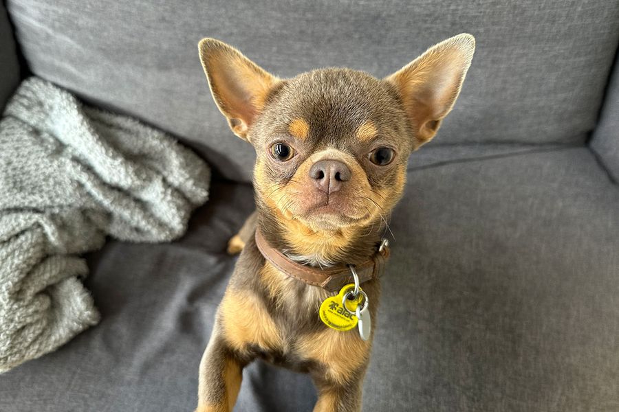 Giorgio, der Chihuahua, blickt direkt in die Kamera und veranschaulicht Maias Tipp für posterXXL, mit hohen Tönen die Aufmerksamkeit des Hundes für das perfekte Foto zu gewinnen.