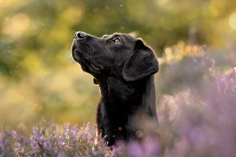 Ein schwarzer Labrador steht in einem Lavendelfeld und veranschaulicht Holly Dwyers Tipp für posterXXL, echte Verbindung bei Familien- und Haustier-Fotoshootings einzufangen.