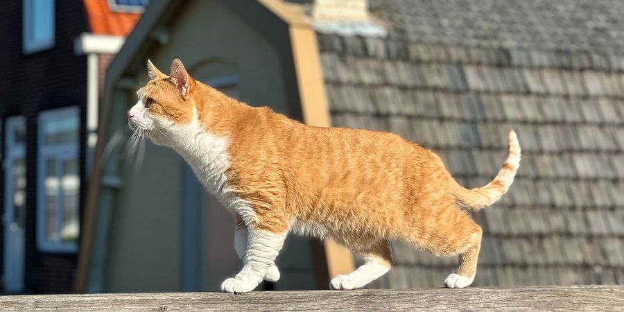 Eine orangefarbene Katze illustriert posterXXLs Experten-Ratgeber für bessere Haustierfotos, mit Tipps für Katzen- und Hundefotoshootings.