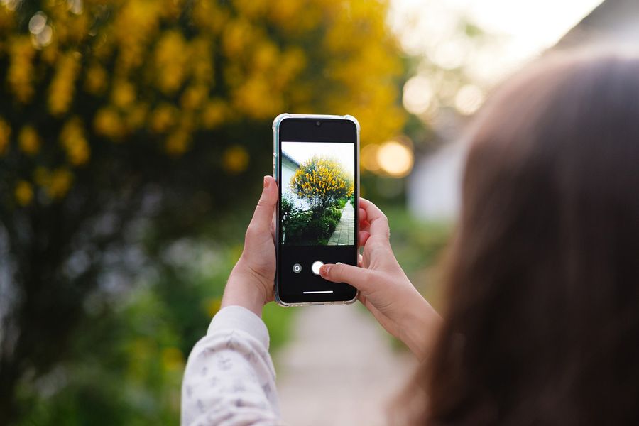 Jemand fotografiert einen hübschen Strauch mit gelben Blüten, und veranschaulicht, wie schnell die Fotoüberlastung entsteht, in posterXXLs Ratgeber zum Aufräumen der Fotos.