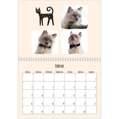 Fotokalender A4 doppelt (30 x 40 cm) — Katzen und Kritzeleien [Februar]